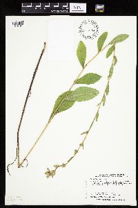 Prenanthes aspera image