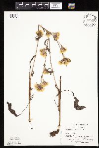 Prenanthes aspera image