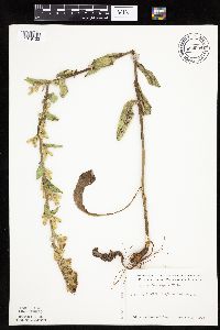 Prenanthes aspera image