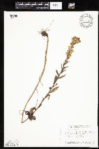 Prenanthes aspera image