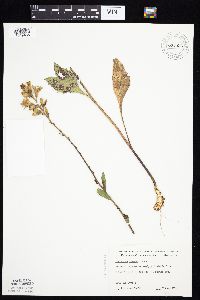 Prenanthes aspera image