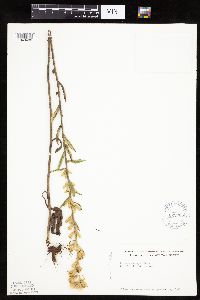 Prenanthes aspera image