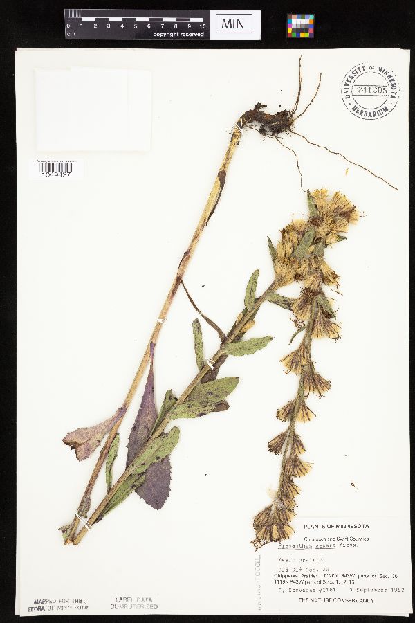 Prenanthes aspera image