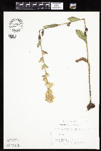 Prenanthes aspera image