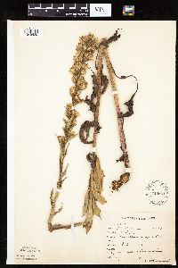 Prenanthes aspera image