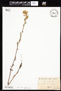 Prenanthes aspera image