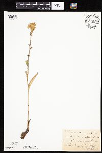 Prenanthes aspera image