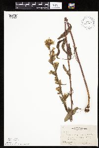 Prenanthes aspera image