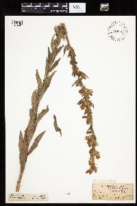 Prenanthes aspera image