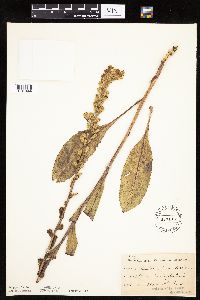 Prenanthes aspera image