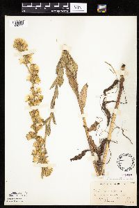 Prenanthes aspera image