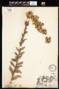 Prenanthes aspera image