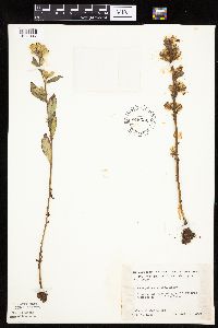 Prenanthes aspera image