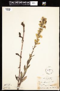 Prenanthes aspera image