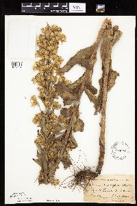 Prenanthes aspera image