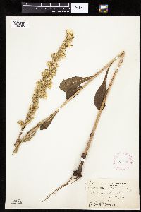 Prenanthes aspera image