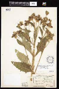 Image Associated With the Occurrence