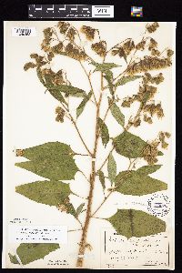 Prenanthes crepidinea image