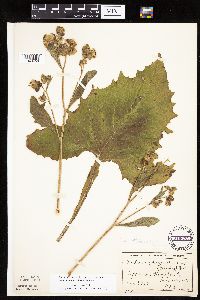 Prenanthes crepidinea image