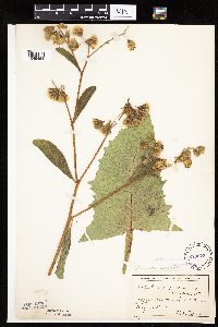 Prenanthes crepidinea image