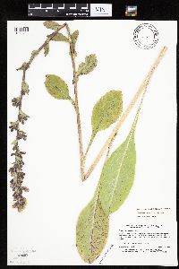 Prenanthes racemosa image