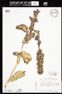 Prenanthes racemosa image