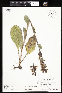 Prenanthes racemosa image