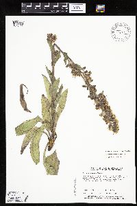Prenanthes racemosa image
