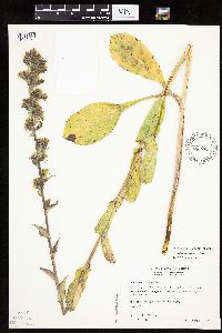 Prenanthes racemosa image