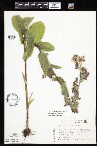 Prenanthes racemosa image