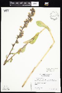 Prenanthes racemosa image