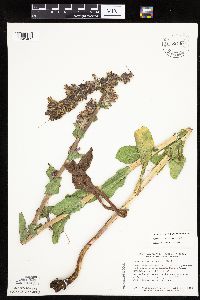 Prenanthes racemosa image