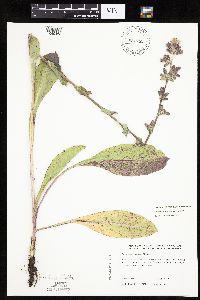 Prenanthes racemosa image