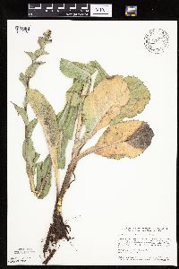 Prenanthes racemosa image