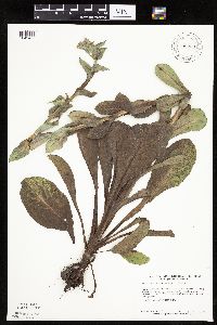 Prenanthes racemosa image