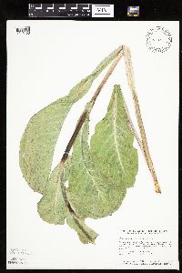 Prenanthes racemosa image