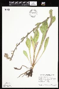 Prenanthes racemosa image