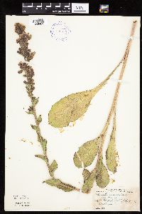 Prenanthes racemosa image