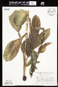Prenanthes racemosa image