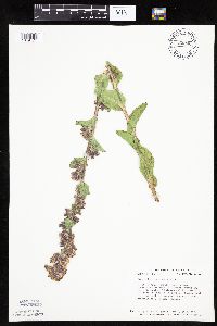 Prenanthes racemosa image