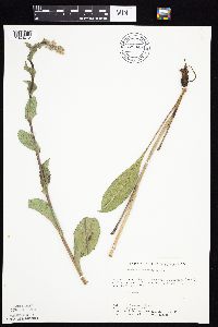 Prenanthes racemosa image