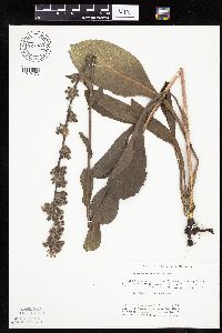 Prenanthes racemosa image