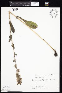 Prenanthes racemosa image