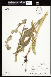 Prenanthes racemosa image