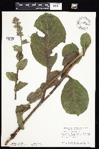 Prenanthes racemosa image