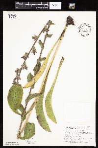 Prenanthes racemosa image