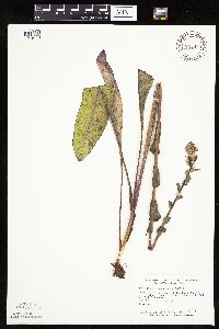 Prenanthes racemosa image