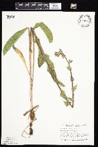 Prenanthes racemosa image