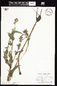 Prenanthes racemosa image