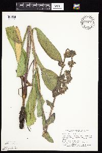 Prenanthes racemosa image